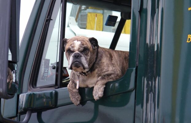 Solved! How Do You Get Poop out Of Cloth Car Seats?